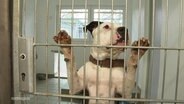 Ein Hund hinter Gittern.  