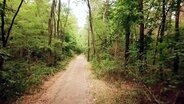 Ein Weg durch einen grünen Laubwald.  