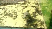 Ein Otter-Baby © Screenshot 