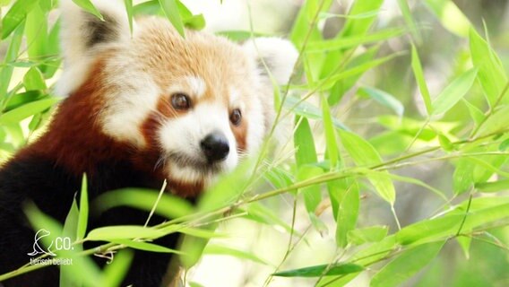 Ein roter Panda-Bär. © Screenshot 