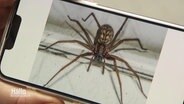 Ein Foto auf einem Smartphone von einer Spinne, die einen Aldi-Mitarbeiter gebissen haben soll. © Screenshot 