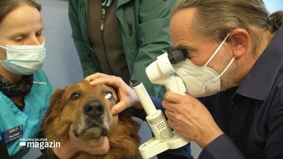 Tierarzt Kai Puymann untersucht die Augen eines Hundes. © Screenshot 