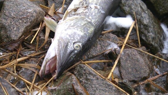 Ein toter Fisch liegt an einem Ufer. © Screenshot 
