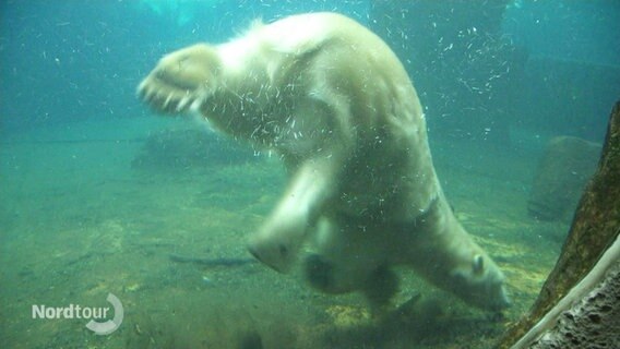 Ein Eisbär unter Wasser im Zoo in Bremerhaven. © Screenshot 