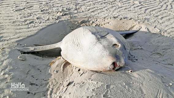 Ein toter Mondfisch am Strand von Juist. © Screenshot 
