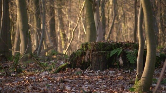 Ein Baumstumpf im Wald © Screenshot 