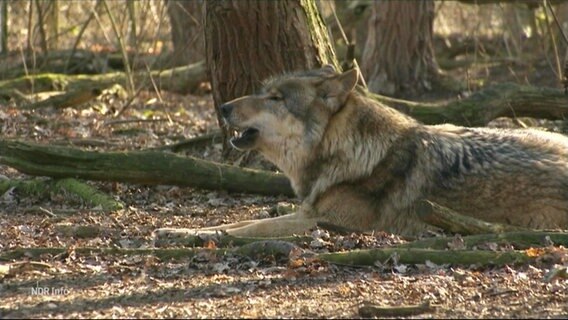 Ein Wolf im Wald. © Screenshot 