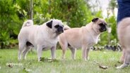 Zwei Hunde der Rasse "Mops". © Screenshot 