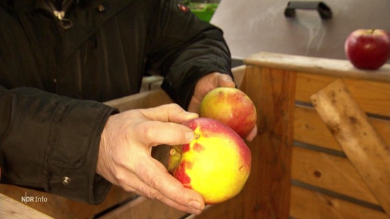 Zwei leicht beschädigte Äpfel © Screenshot 