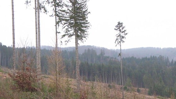 Einzelne Bäume vor einer Waldlandschaft © Screenshot 