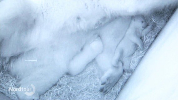 Die Eisbärenbabys auf einer Kameraaufnahme aus der Wurfhöhle. © Screenshot 
