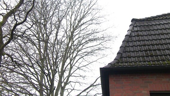 Ein Baum an einem Hausdach © Screenshot 