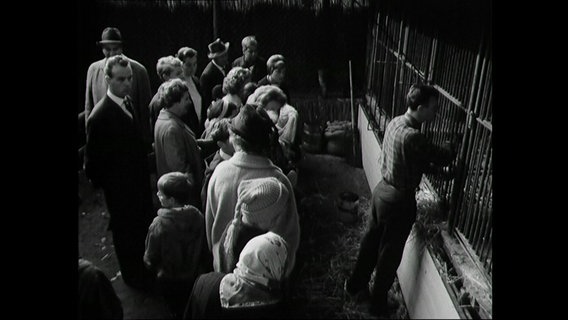 Besucher drängen sich vor einem Tiergehege im Zoo Hannover (1963) © Screenshot 