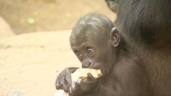 Ein Gorilla-Baby © Screenshot 