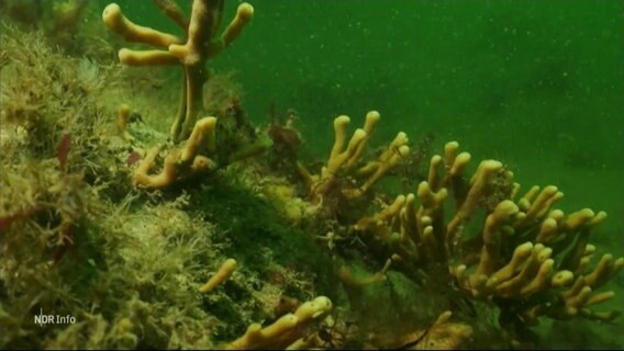 Ein Riff mit Korallen unter Wasser. © Screenshot 