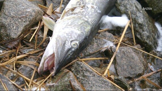 Ein toter, angespülter Fisch mit geöffnetem Maul an der Küste von Rügen. © Screenshot 