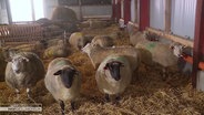 Schafe im Stall auf Hof Rolfs in Büsumer Deichhausen. © Screenshot 