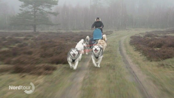 Ein Person lässt sich auf einem Wagen von Hunden durch nelbige Heidelandschaft ziehen. © Screenshot 
