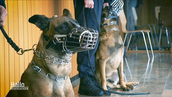 Zwei Schäferhunde mit Maulkörben und Stachelhalsbändern.. © Screenshot 