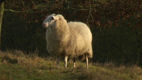 Ein Schaf steht auf einer Wiese © Screenshot 