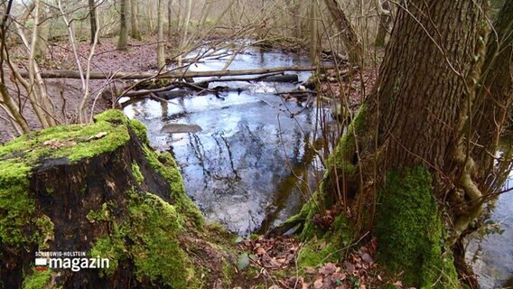 Der Schierenseebach fließt durch den Wald. ImVordergrund zwei dicke Baumstämme mit Moos. © Screenshot 