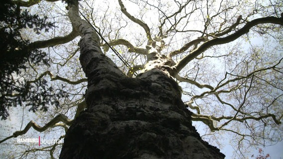 Der Blick von unten auf einen Baum. © Screenshot 