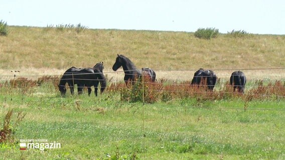 Archivbild: Pferde stehen auf einer Weide. © Screenshot 