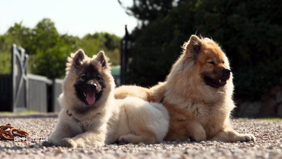 Zwei Hunde der Rasse Eurasier © Screenshot 