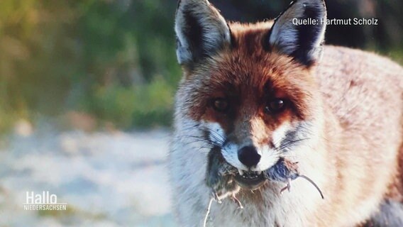 Fuchs mit Maus im Maul © Screenshot 