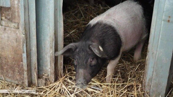 Ein Sattelschwein auf dem Hof von Bauer Karsten Dudziak in Neustrelitz. © Screenshot 
