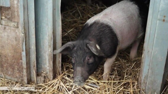 Ein Sattelschwein auf dem Hof von Bauer Karsten Dudziak in Neustrelitz. © Screenshot 