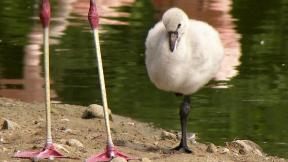 Ein Flamingoküken steht auf einem Bein © Screenshot 