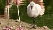 Ein Flamingoküken steht auf einem Bein © Screenshot 