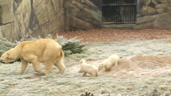 Hinter einem größeren Eisbären laufen zwei kleinere in einem Zoogehege hinterher. © Screenshot 