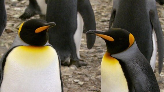 Zwei Pinguine. © Screenshot 