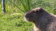 Ein Wasserschwein sitzt in einem Gehege. © Screenshot 