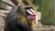 Ein Mandrill im Zoo. © Screenshot 
