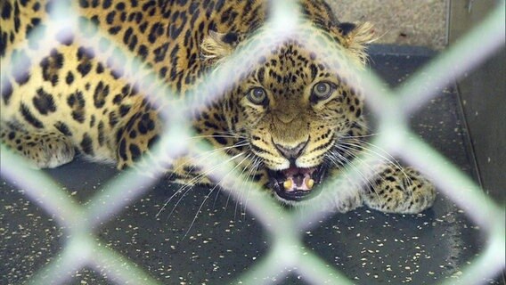 Eine Leopardin in einem Käfig © Screenshot 