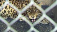 Eine Leopardin in einem Käfig © Screenshot 