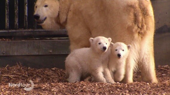 Die beiden Eisbärenkinder und ihre Mutter. © Screenshot 