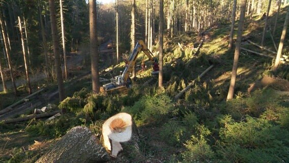 Forstmitarbeiter bei der Arbeit im Eißendorfer Wald in Hamburg. © Screenshot 