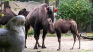 Zwei Kamele in Hagenbecks Tierpark. © Screenshot 