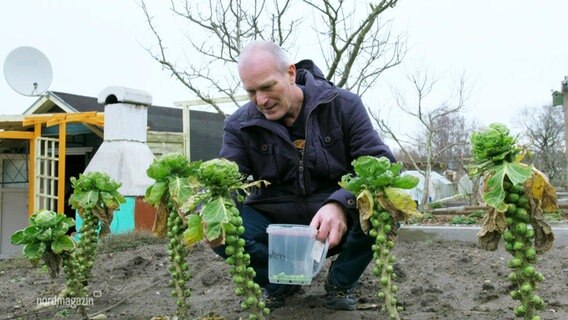 Ein mann erntet Rosenkohl. © Screenshot 