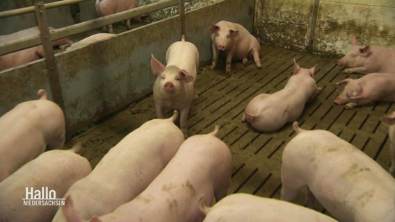 Schweine in einem Stall. © Screenshot 