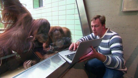 Ein Tierpfleger zeigt zwei Orang-Utans etwas auf einem Laptop © Screenshot 