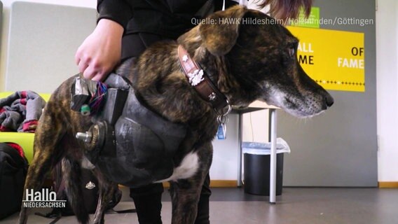 Der Hund Frodo bei der Anprobe eines Prothesen-Prototyps. © Screenshot 