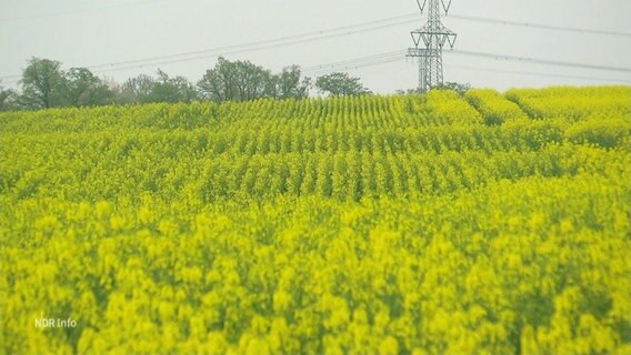 A rapeseed field © Screenshot 
