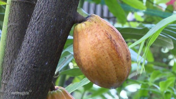 Eine Kakaobohne am Stamm eines Kakaobaumes. © Screenshot 