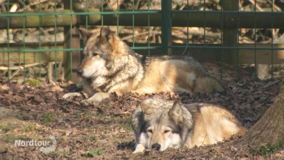 Zwei Wölfe ruhen sich aus. © Screenshot 