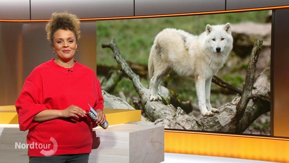 Die Nordtour wird moeriert von Nadja Babalola. © Screenshot 